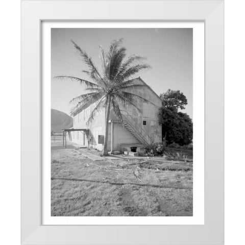 Palm Tree, Naval Magazine Bldg, Hawaii, c1907 White Modern Wood Framed Art Print by Anonymous