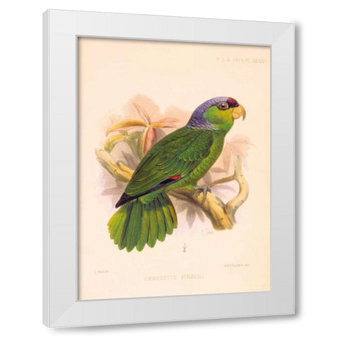Parrot, Chrysotis Finschi White Modern Wood Framed Art Print by Smit, Joseph