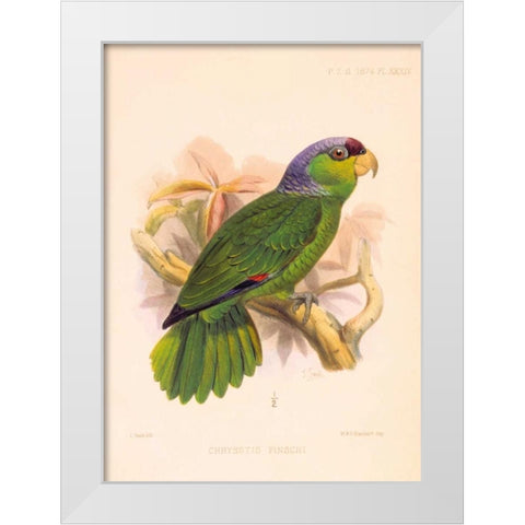 Parrot, Chrysotis Finschi White Modern Wood Framed Art Print by Smit, Joseph