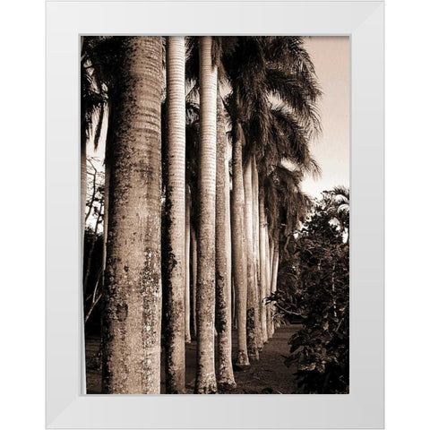 King Palms, Mauritius White Modern Wood Framed Art Print by Blue, Cyril