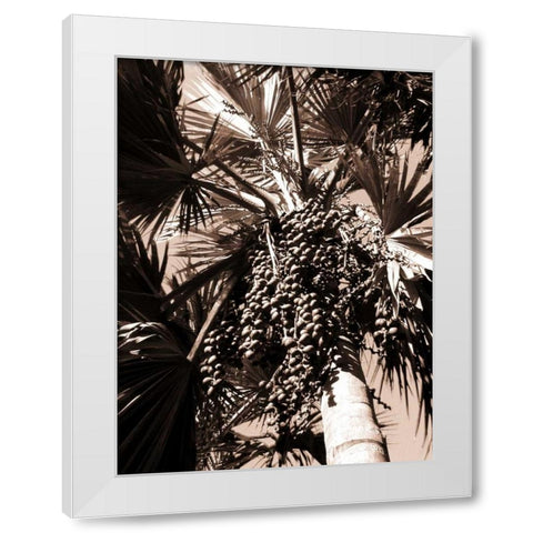 Date Palm, Mauritius White Modern Wood Framed Art Print by Blue, Cyril