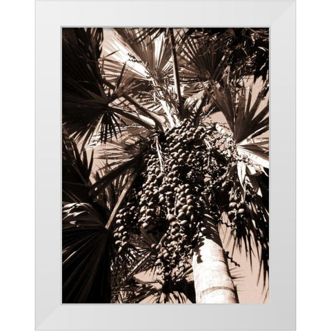 Date Palm, Mauritius White Modern Wood Framed Art Print by Blue, Cyril