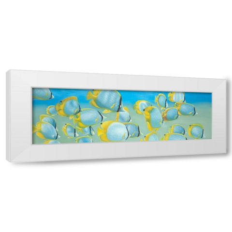 Butterfly Fishs White Modern Wood Framed Art Print by Atelier B Art Studio