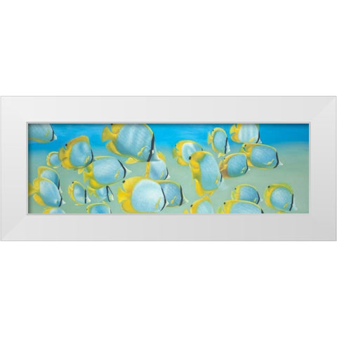 Butterfly Fishs White Modern Wood Framed Art Print by Atelier B Art Studio