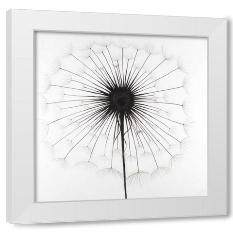 Dandelion White Modern Wood Framed Art Print by Atelier B Art Studio