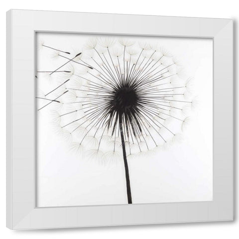 Silhouette of Dandelion White Modern Wood Framed Art Print by Atelier B Art Studio