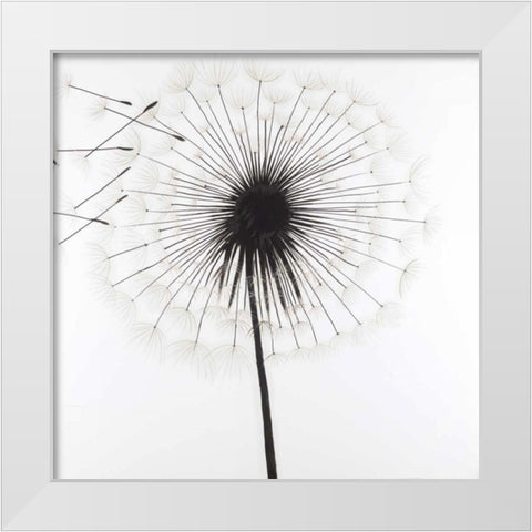 Silhouette of Dandelion White Modern Wood Framed Art Print by Atelier B Art Studio