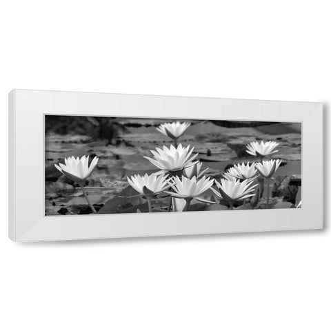 White Innocence Water White Modern Wood Framed Art Print by Frates, Dennis