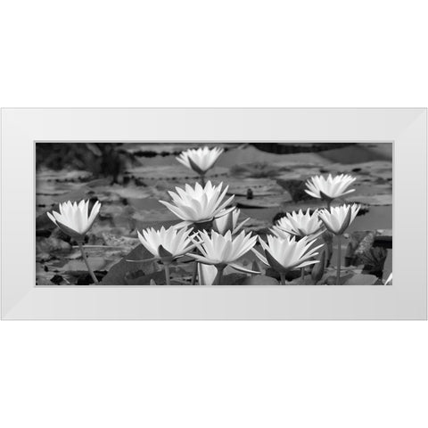 White Innocence Water White Modern Wood Framed Art Print by Frates, Dennis