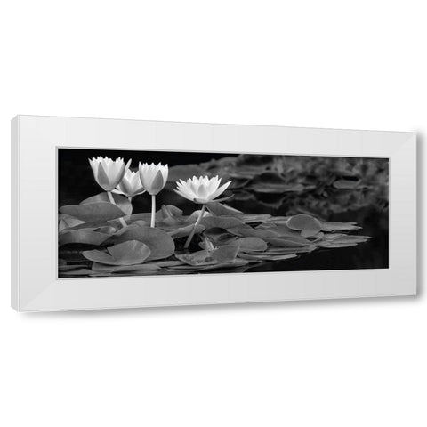 Hughes Water Garden White Modern Wood Framed Art Print by Frates, Dennis