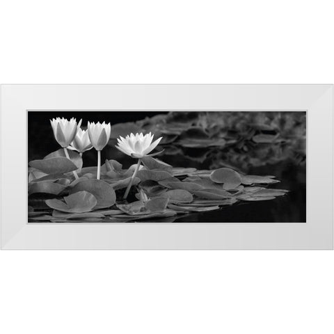 Hughes Water Garden White Modern Wood Framed Art Print by Frates, Dennis