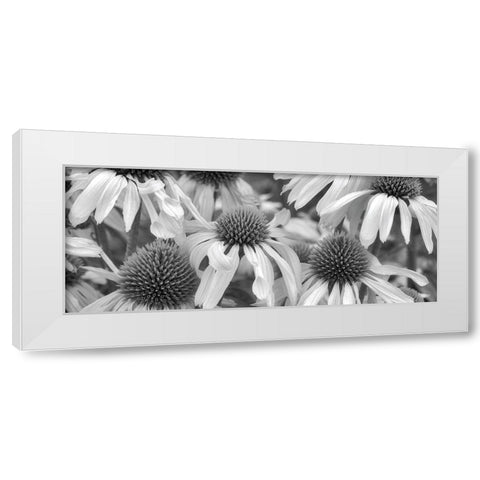 Echinacea Sunrise White Modern Wood Framed Art Print by Frates, Dennis