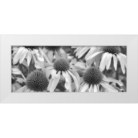Echinacea Sunrise White Modern Wood Framed Art Print by Frates, Dennis