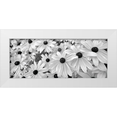 Black Eyed Susans White Modern Wood Framed Art Print by Frates, Dennis