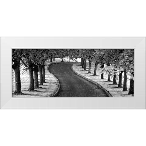 Maple Tree Lined Drive White Modern Wood Framed Art Print by Frates, Dennis