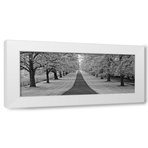Maple Lined Road White Modern Wood Framed Art Print by Frates, Dennis