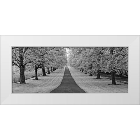 Maple Lined Road White Modern Wood Framed Art Print by Frates, Dennis