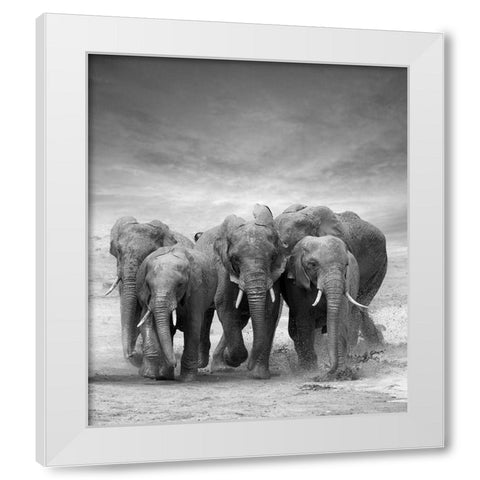 Elephant Herd White Modern Wood Framed Art Print by Byrdyak, V.
