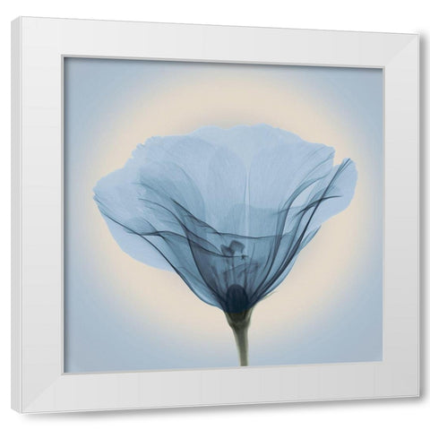 Poppy in Lace, Blue White Modern Wood Framed Art Print by Anonymous