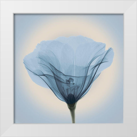 Poppy in Lace, Blue White Modern Wood Framed Art Print by Anonymous