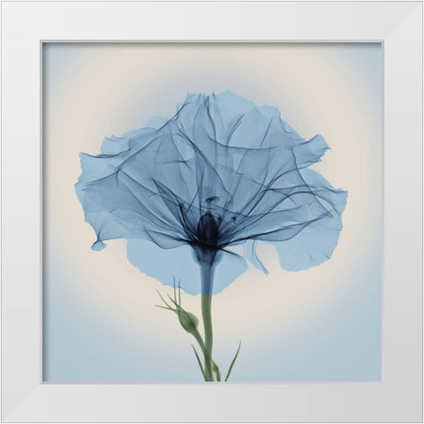 Bud in Bloom, Blue White Modern Wood Framed Art Print by Anonymous