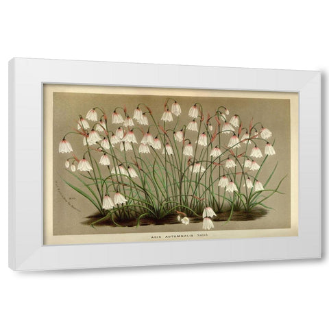 Acis Autumnalis White Modern Wood Framed Art Print by Anonymous