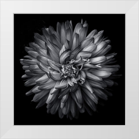 Black and White Petals White Modern Wood Framed Art Print by Carson, Brian