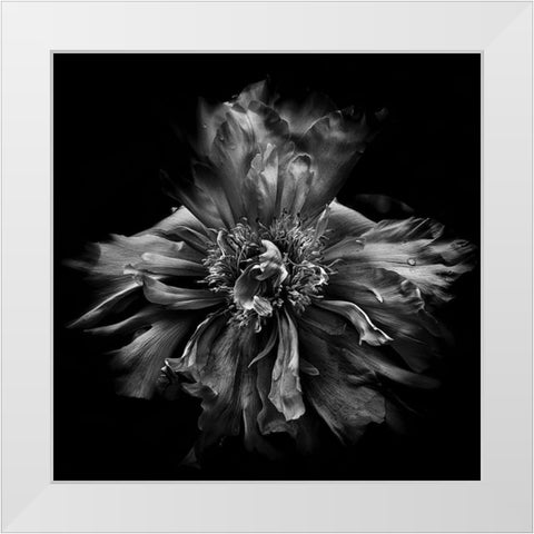 Dynamic Petals White Modern Wood Framed Art Print by Carson, Brian