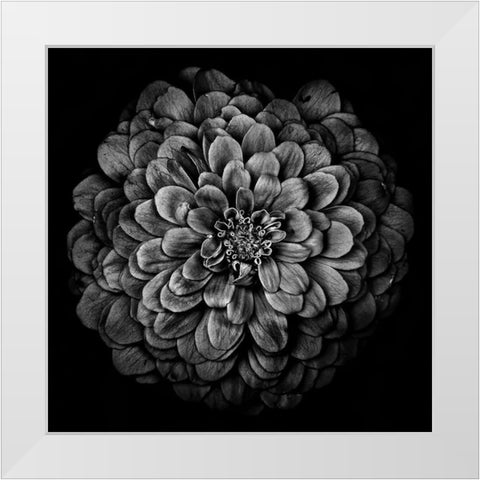 Black and White Chrysanthemum White Modern Wood Framed Art Print by Carson, Brian