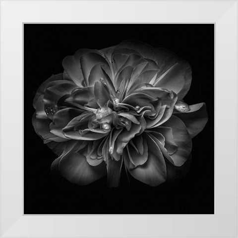 Black and White Petals II White Modern Wood Framed Art Print by Carson, Brian