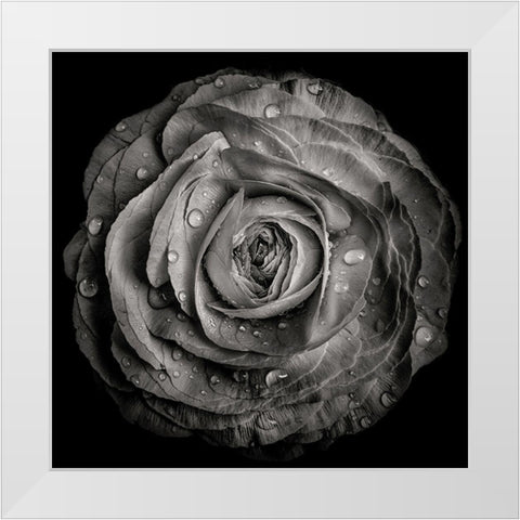 Black and White Rose White Modern Wood Framed Art Print by Carson, Brian