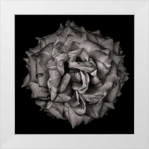 Black and White Flower White Modern Wood Framed Art Print by Carson, Brian