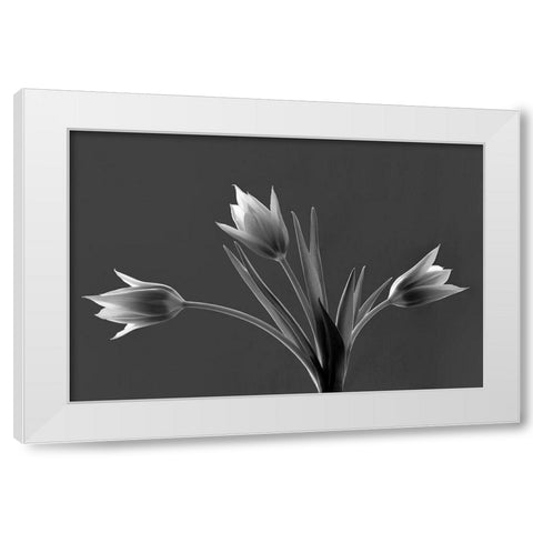 Tulip Trio White Modern Wood Framed Art Print by Frates, Dennis