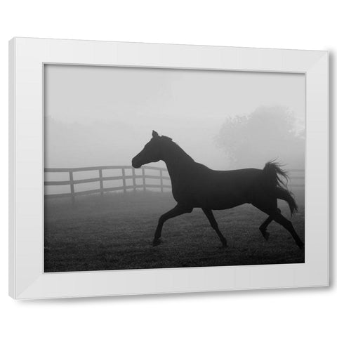 Morning Pasture II White Modern Wood Framed Art Print by Anonymous