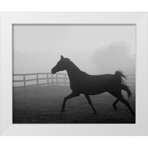 Morning Pasture II White Modern Wood Framed Art Print by Anonymous