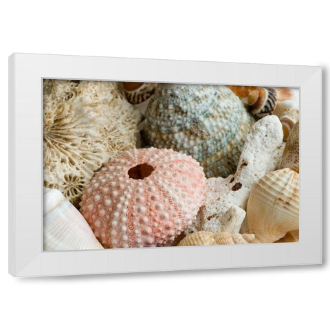 Sea Urchins White Modern Wood Framed Art Print by Anonymous