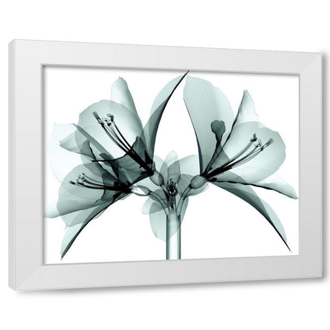 Translucent Amaryllis White Modern Wood Framed Art Print by Anonymous