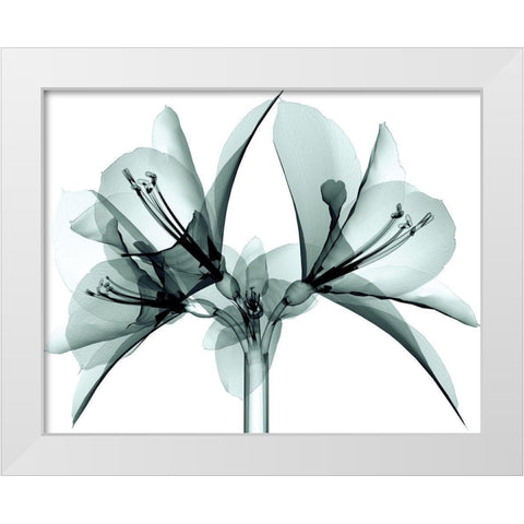 Translucent Amaryllis White Modern Wood Framed Art Print by Anonymous