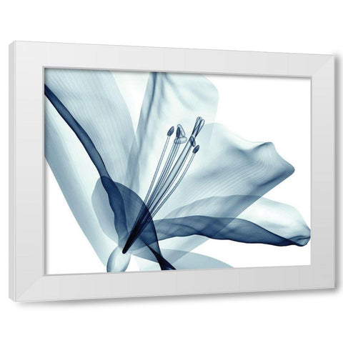 Transparent Floral Beauty White Modern Wood Framed Art Print by Anonymous