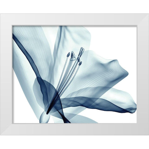 Transparent Floral Beauty White Modern Wood Framed Art Print by Anonymous