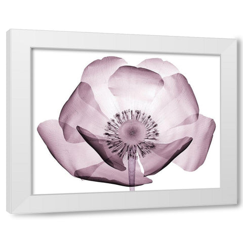 Translucent Lavender Poppy White Modern Wood Framed Art Print by Anonymous