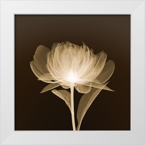 Full Bloom (sepia) White Modern Wood Framed Art Print by Anonymous