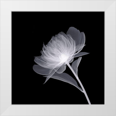 Full Bloom White Modern Wood Framed Art Print by Anonymous