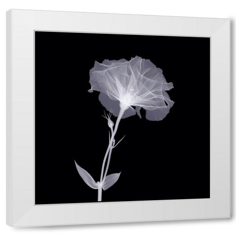Bud in Bloom White Modern Wood Framed Art Print by Anonymous