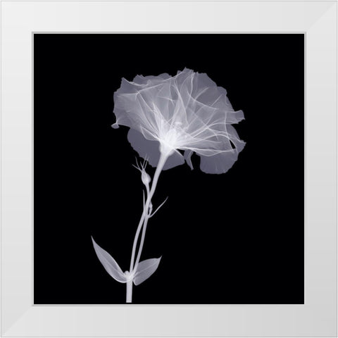 Bud in Bloom White Modern Wood Framed Art Print by Anonymous