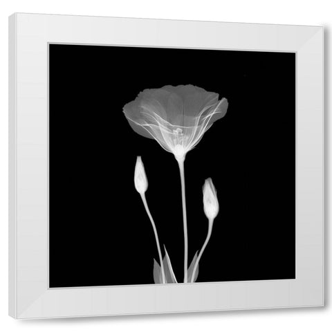 Poppy in Lace White Modern Wood Framed Art Print by Anonymous