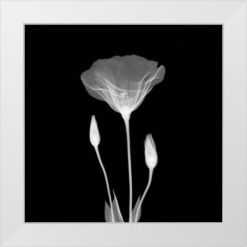 Poppy in Lace White Modern Wood Framed Art Print by Anonymous