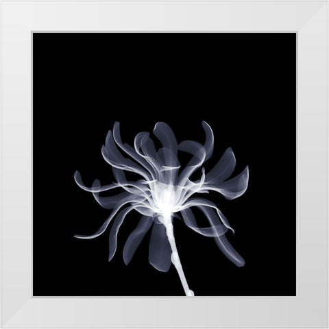 White Ribbons White Modern Wood Framed Art Print by Anonymous