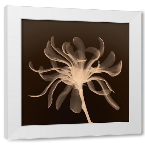 Cinnamon Ribbon (sepia) White Modern Wood Framed Art Print by Anonymous