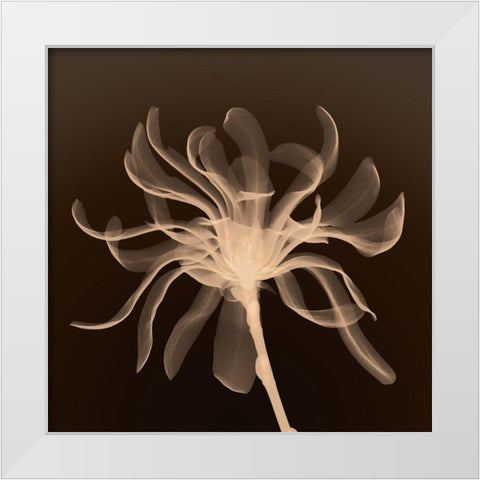 Cinnamon Ribbon (sepia) White Modern Wood Framed Art Print by Anonymous